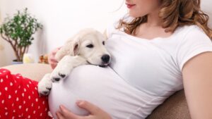 ζώα και εγκυμοσύνη